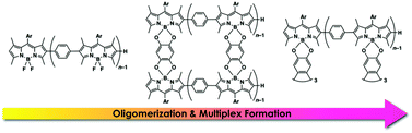 Graphical abstract: Assembled structures of dipyrrins and their oligomers bridged by dioxy-boron moieties