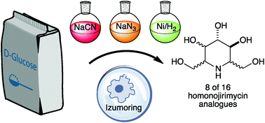 Graphical abstract: An approach to 8 stereoisomers of homonojirimycin from d-glucose via kinetic & thermodynamic azido-γ-lactones