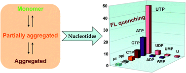 Graphical abstract: Nucleotide sensing with a perylene-based molecular receptor via amplified fluorescence quenching