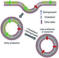 Graphical abstract: Imaging lipid order changes in endosome membranes of live cells by using a Nile Red-based membrane probe