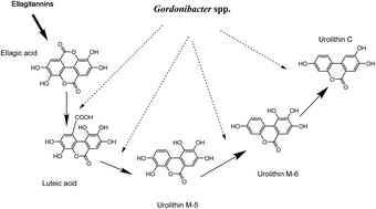 Graphical abstract: Description of urolithin production capacity from ellagic acid of two human intestinal Gordonibacter species