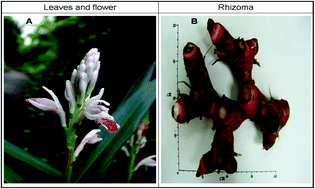 Graphical abstract: Antihyperlipidemic bioactivity of Alpinia officinarum (Hance) Farw Zingiberaceae can be attributed to the coexistance of curcumin, polyphenolics, dietary fibers and phytosterols