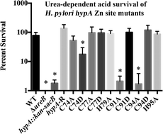 Graphical abstract: Dynamic HypA zinc site is essential for acid viability and proper urease maturation in Helicobacter pylori