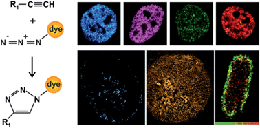 Graphical abstract: Click chemistry facilitates direct labelling and super-resolution imaging of nucleic acids and proteins