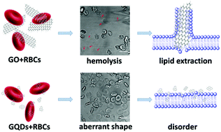 Graphical abstract: Toxicity mechanism of graphene oxide and nitrogen-doped graphene quantum dots in RBCs revealed by surface-enhanced infrared absorption spectroscopy