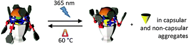 Graphical abstract: Moving systems of polar dimeric capsules out of thermal equilibrium by light irradiation