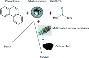 Graphical abstract: Carbon nanomaterials rescue phenanthrene toxicity in zebrafish embryo cultures