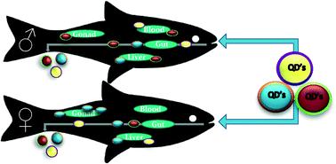 Graphical abstract: Oral bioavailability and sex specific tissue partitioning of quantum dots in fathead minnows, Pimephales promelas