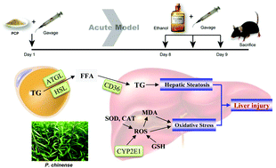 Graphical abstract: The hepatoprotective effect of aqueous extracts of Penthorum chinense Pursh against acute alcohol-induced liver injury is associated with ameliorating hepatic steatosis and reducing oxidative stress