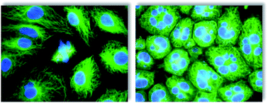 Graphical abstract: Target identification by image analysis