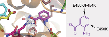 Graphical abstract: Extending the biocatalytic scope of regiocomplementary flavin-dependent halogenase enzymes