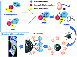 Graphical abstract: A new targeting agent for the selective drug delivery of nanocarriers for treating neuroblastoma