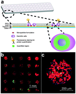 Graphical abstract: A cell-based microarray to investigate combinatorial effects of microparticle-encapsulated adjuvants on dendritic cell activation