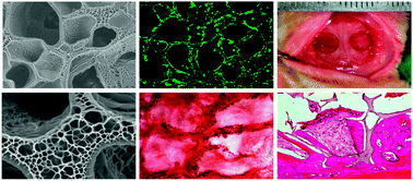 Graphical abstract: Biomimetic gelatin methacrylamide hydrogel scaffolds for bone tissue engineering