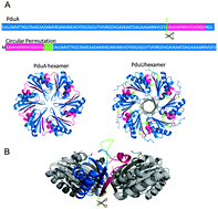 Graphical abstract: Structure of a novel 13 nm dodecahedral nanocage assembled from a redesigned bacterial microcompartment shell protein