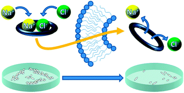 Graphical abstract: Chloride anion transporters inhibit growth of methicillin-resistant Staphylococcus aureus (MRSA) in vitro