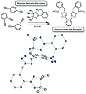 Graphical abstract: Glucose selective bis-boronic acid click-fluor