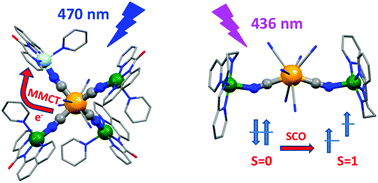 Graphical abstract: Photoswitchable CuII4MoIV and CuII2MoIV cyanido-bridged molecules