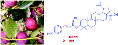 Graphical abstract: Chemical characterization of the main bioactive constituents from fruits of Ziziphus jujuba