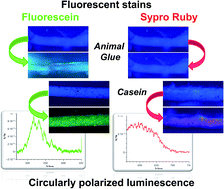 Graphical abstract: Circularly polarized luminescence reveals interaction between commercial stains and protein matrices used in paintings