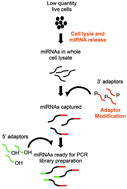 Graphical abstract: Capture, amplification, and global profiling of microRNAs from low quantities of whole cell lysate