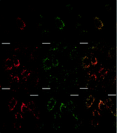 Graphical abstract: Selectively switching on europium emission in drug site one of human serum albumin