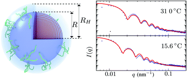 Graphical abstract: Swelling of micro-hydrogels with a crosslinker gradient