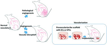 Graphical abstract: Modeling angiogenesis with micro- and nanotechnology