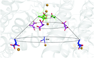 Graphical abstract: Flexible aspartates propel iron to the ferroxidation sites along pathways stabilized by a conserved arginine in Dps proteins from Mycobacterium smegmatis