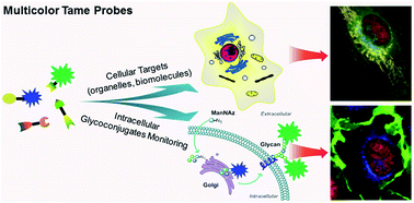 Graphical abstract: A palette of background-free tame fluorescent probes for intracellular multi-color labelling in live cells