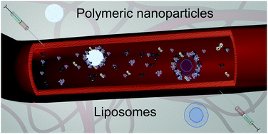 Graphical abstract: Interactions of organic nanoparticles with proteins in physiological conditions