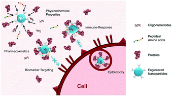 Graphical abstract: Impact of anti-biofouling surface coatings on the properties of nanomaterials and their biomedical applications