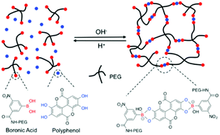 Graphical abstract: Injectable dynamic covalent hydrogels of boronic acid polymers cross-linked by bioactive plant-derived polyphenols