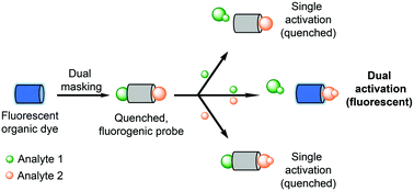 Graphical abstract: ESIPT-based fluorescence probe for the rapid detection of peroxynitrite ‘AND’ biological thiols