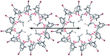 Graphical abstract: A self-assembled nanotube supported by halogen bonding interactions