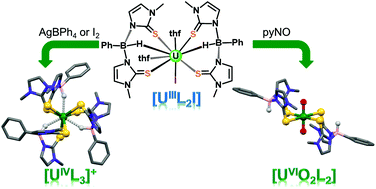 Graphical abstract: Uranium(iii) complexes supported by hydrobis(mercaptoimidazolyl)borates: synthesis and oxidation chemistry