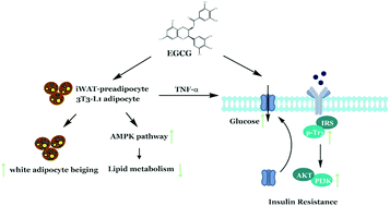 Graphical abstract: EGCG stimulates the recruitment of brite adipocytes, suppresses adipogenesis and counteracts TNF-α-triggered insulin resistance in adipocytes