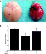 Graphical abstract: Evaluation of the neuroprotective effect of EGCG: a potential mechanism of mitochondrial dysfunction and mitochondrial dynamics after subarachnoid hemorrhage