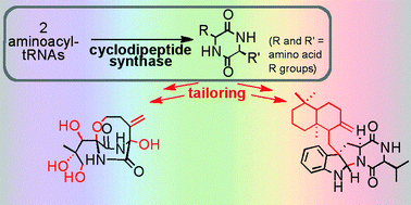 Graphical abstract: The expanding spectrum of diketopiperazine natural product biosynthetic pathways containing cyclodipeptide synthases