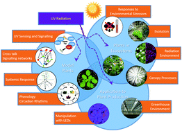 Graphical abstract: A perspective on ecologically relevant plant-UV research and its practical application