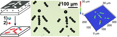 Graphical abstract: Microscale screen printing of large-area arrays of microparticles for the fabrication of photonic structures and for optical sorting
