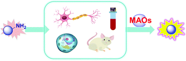 Graphical abstract: Recent advances in reaction-based fluorescent probes for detecting monoamine oxidases in living systems