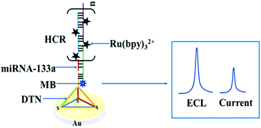 Graphical abstract: Dual amplification ratiometric biosensor based on a DNA tetrahedron nanostructure and hybridization chain reaction for the ultrasensitive detection of microRNA-133a