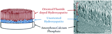 Graphical abstract: Role of citrate in the formation of enamel-like calcium phosphate oriented nanorod arrays