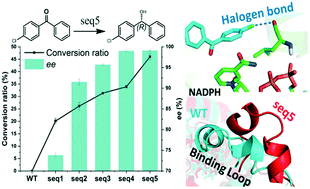 Graphical abstract: Engineering an alcohol dehydrogenase with enhanced activity and stereoselectivity toward diaryl ketones: reduction of steric hindrance and change of the stereocontrol element