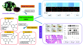 Graphical abstract: Photoprotection of maqui berry against ultraviolet B-induced photodamage in vitro and in vivo