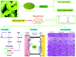 Graphical abstract: Anti-hyperuricemic potential of stevia (Stevia rebaudiana Bertoni) residue extract in hyperuricemic mice