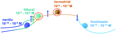 Graphical abstract: Metallomics reveals a persisting impact of cadmium on the evolution of metal-selective snail metallothioneins