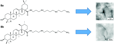 Graphical abstract: Spermine amides of selected triterpenoid acids: dynamic supramolecular system formation influences the cytotoxicity of the drugs