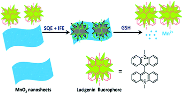 Graphical abstract: Turn-on fluorescent glutathione detection based on lucigenin and MnO2 nanosheets